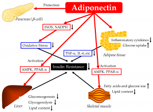 Photo showing how the hcg diet affects adiponectin and leads to weight Loss. 