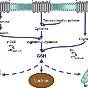 Glutathione injections available at HCG Near Me. 